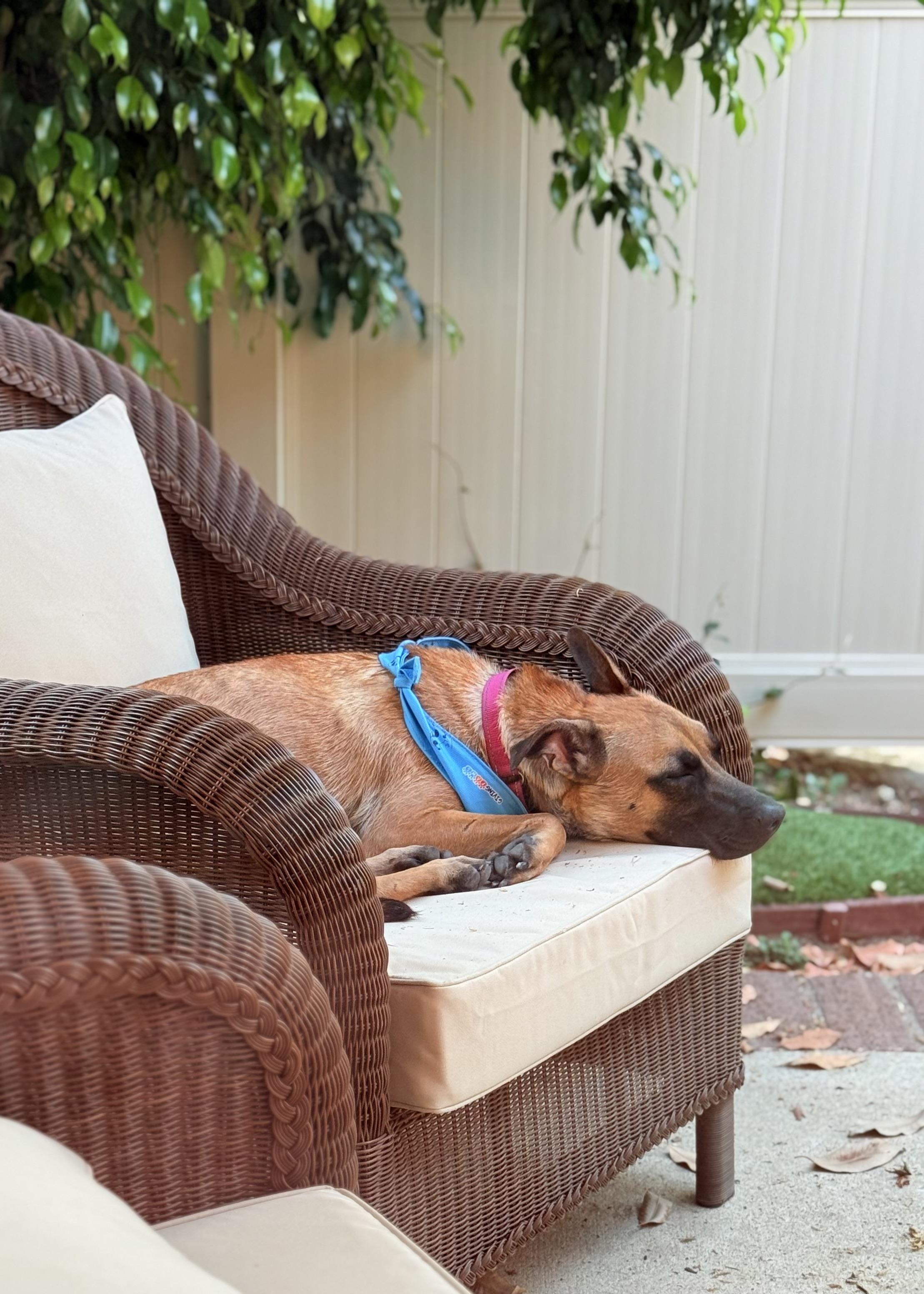 Jodie, a Adoptable mixed breed in Thousand Oaks, CA image 5/6