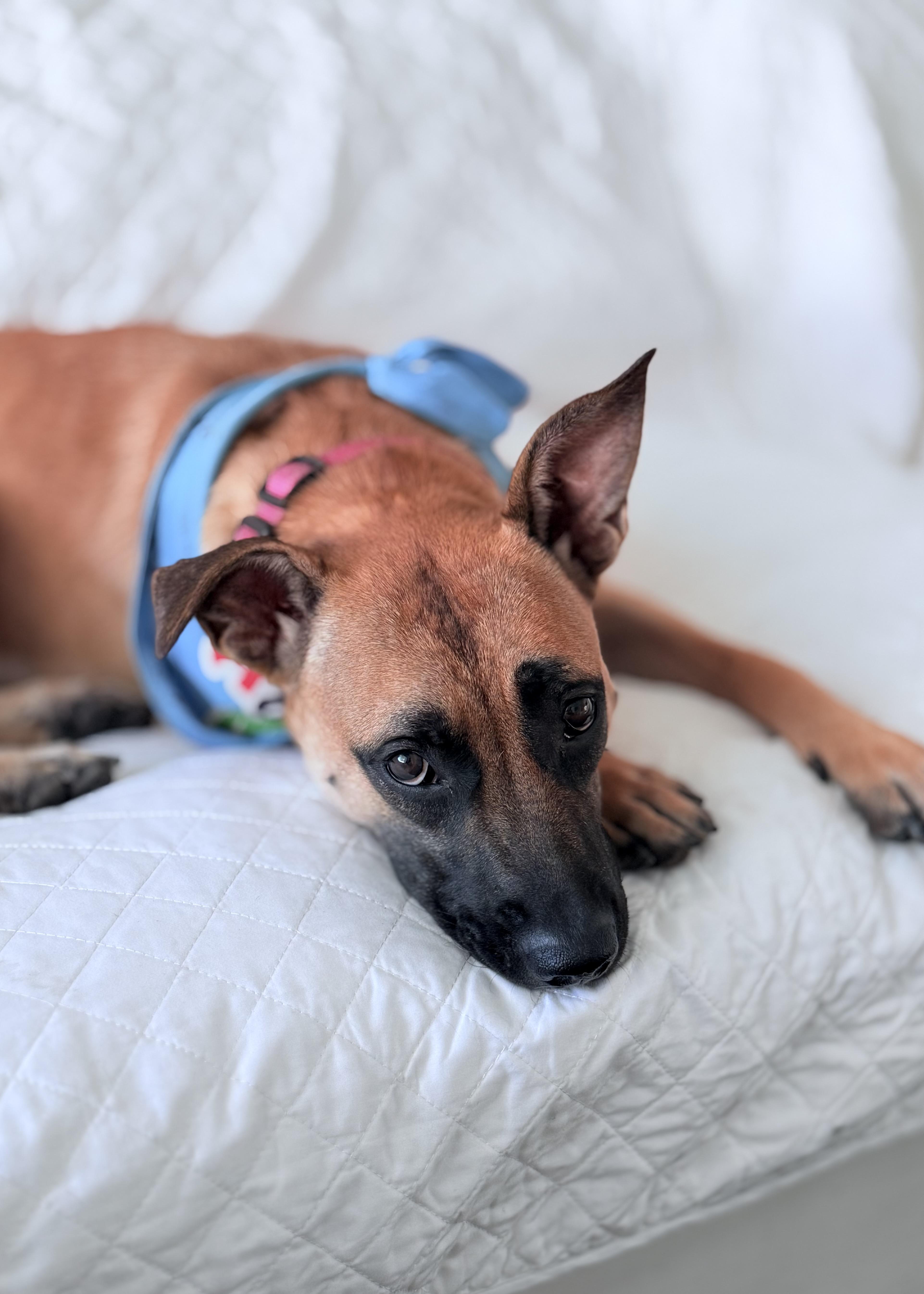 Jodie, a Adoptable mixed breed in Thousand Oaks, CA image 2/6