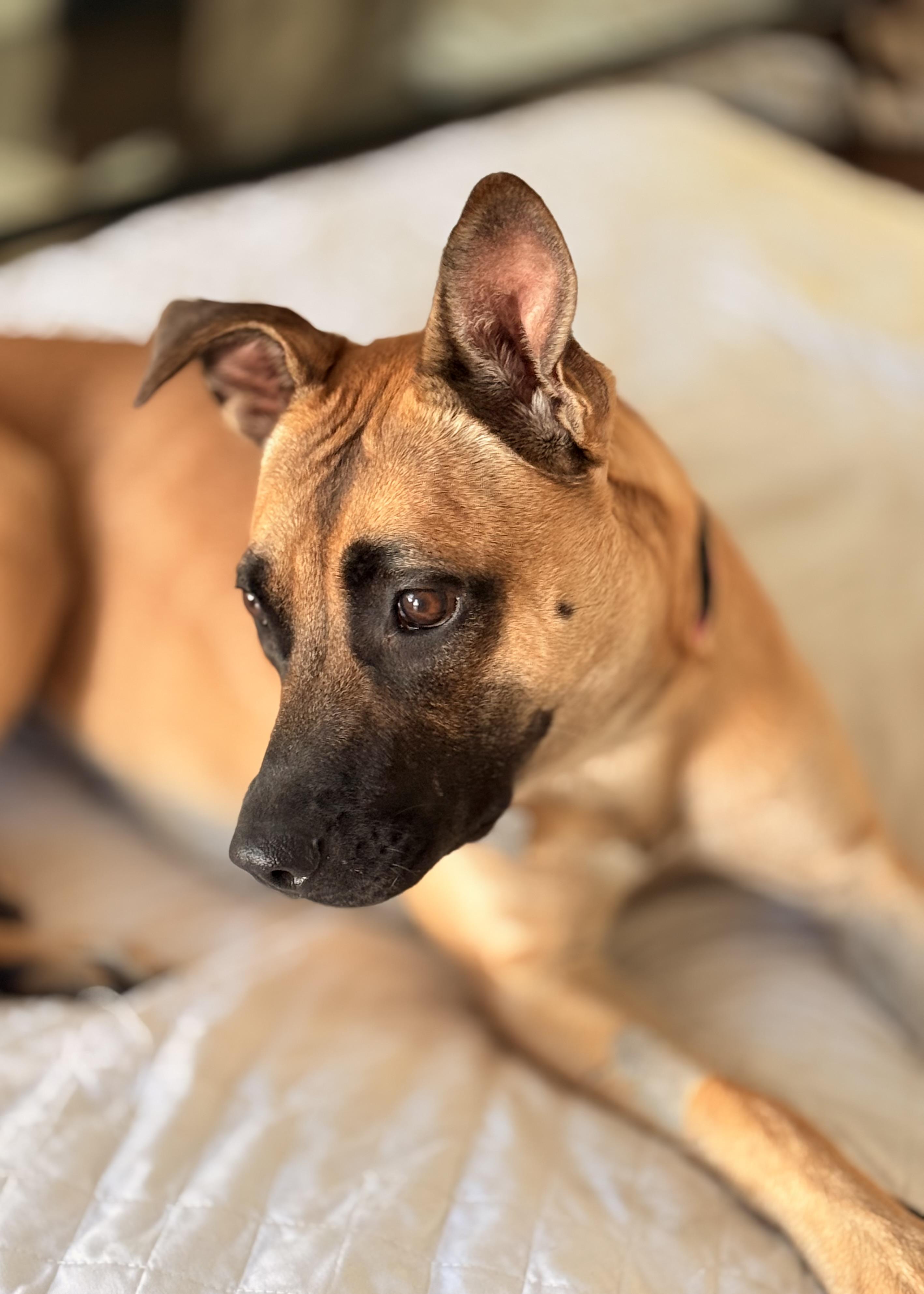 Jodie, a Adoptable mixed breed in Thousand Oaks, CA image 1/6