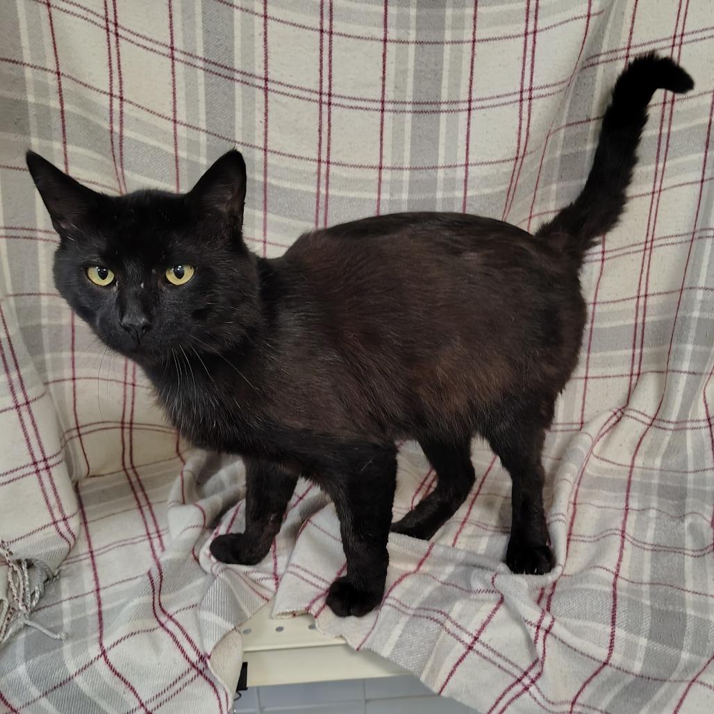 Forester, a Adoptable Domestic Short Hair in Coos Bay, OR image 1/5