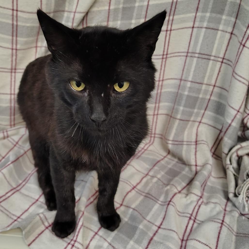 Forester, a Adoptable Domestic Short Hair in Coos Bay, OR image 2/5