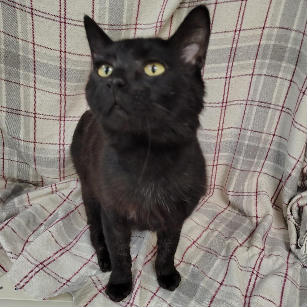 Forester, a Adoptable Domestic Short Hair in Coos Bay, OR image 3/5