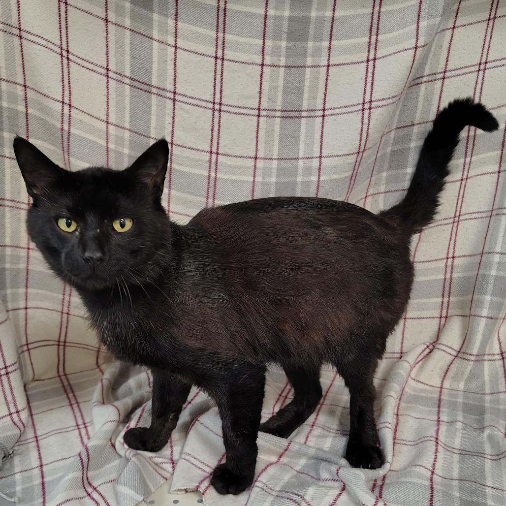 Forester, a Adoptable Domestic Short Hair in Coos Bay, OR image 4/5