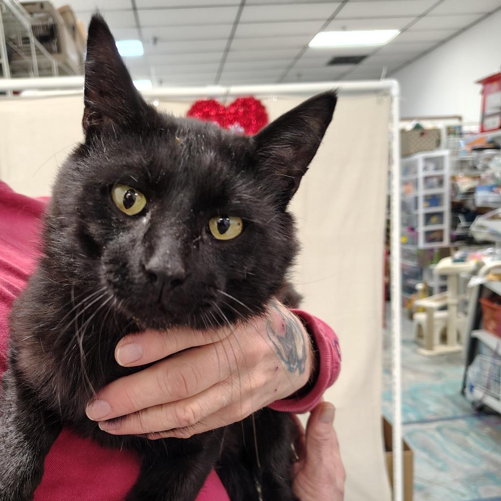 Forester, a Adoptable Domestic Short Hair in Coos Bay, OR image 5/5