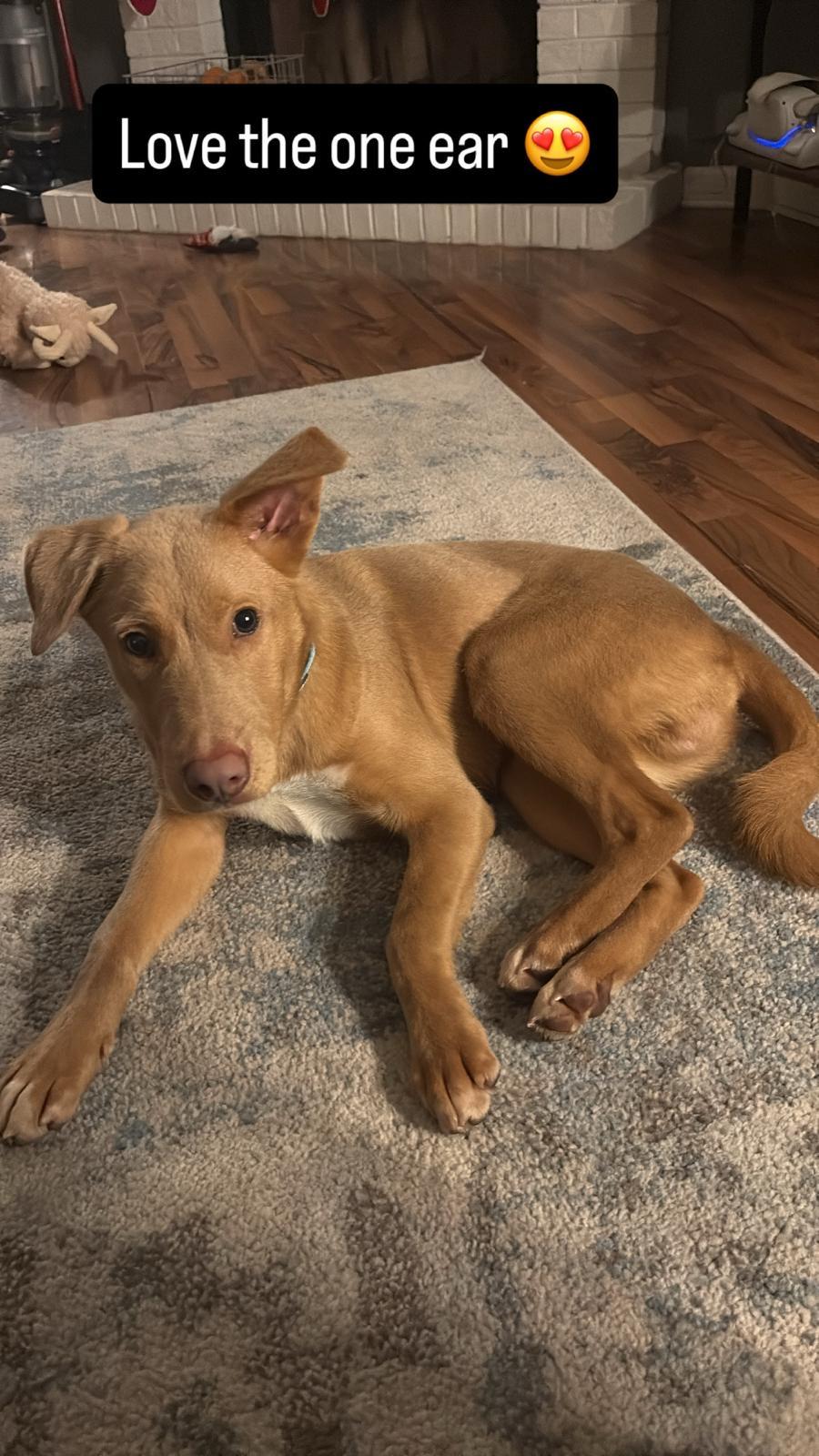 Enlarge Micah, a ADOPTABLE mixed breed in Manhasset, NY image 3/6