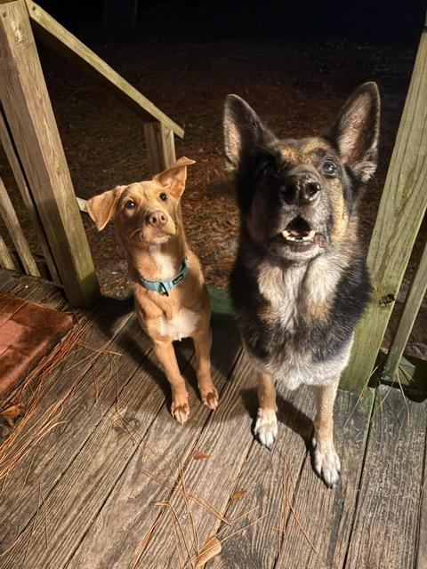 Enlarge Micah, a ADOPTABLE mixed breed in Manhasset, NY image 5/6