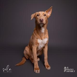 Enlarge Micah, a ADOPTABLE mixed breed in Manhasset, NY image 4/6