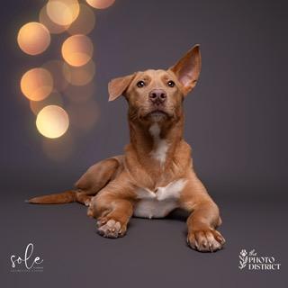 Enlarge Micah, a ADOPTABLE mixed breed in Manhasset, NY image 1/6