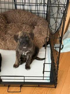 Enlarge Burrito - Shepherd litter, a Adoptable mixed breed in Los Angeles, CA image 5/5