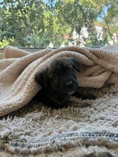 Enlarge Burrito - Shepherd litter, a Adoptable mixed breed in Los Angeles, CA image 4/5