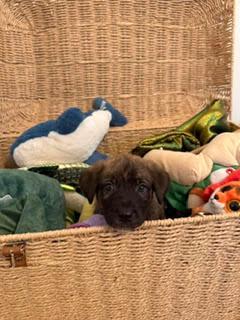 Enlarge Burrito - Shepherd litter, a Adoptable mixed breed in Los Angeles, CA image 3/5