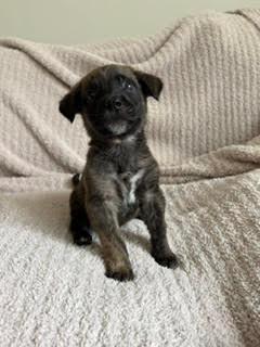 Enlarge Burrito - Shepherd litter, a Adoptable mixed breed in Los Angeles, CA image 2/5