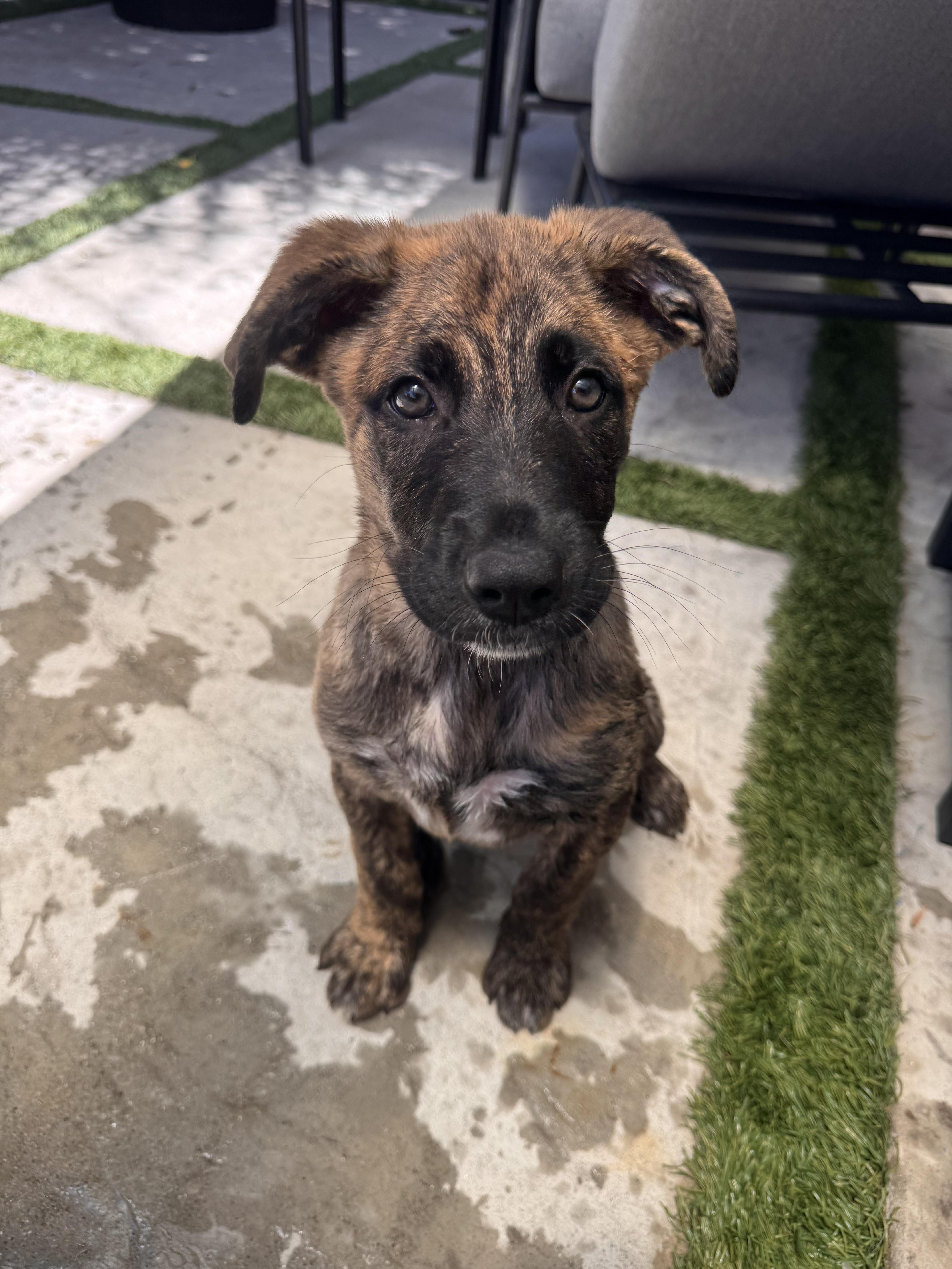 Enlarge Burrito - Shepherd litter, a Adoptable mixed breed in Los Angeles, CA image 1/5