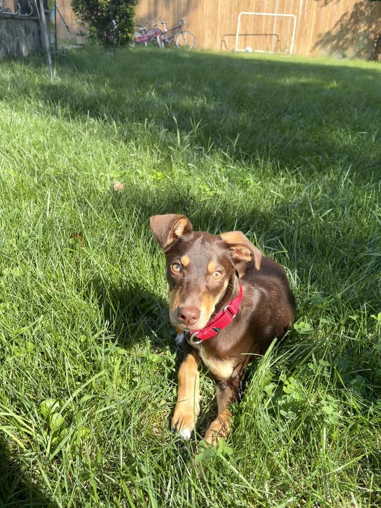 Pup Twix, Adoptable, Puppy Male Miniature Pinscher & Labrador Retriever.