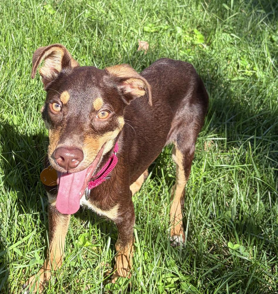 Enlarge Pup Twix, a Adoptable mixed breed in Washington, DC image 2/6