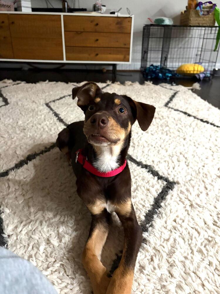 Enlarge Pup Twix, a Adoptable mixed breed in Washington, DC image 3/6