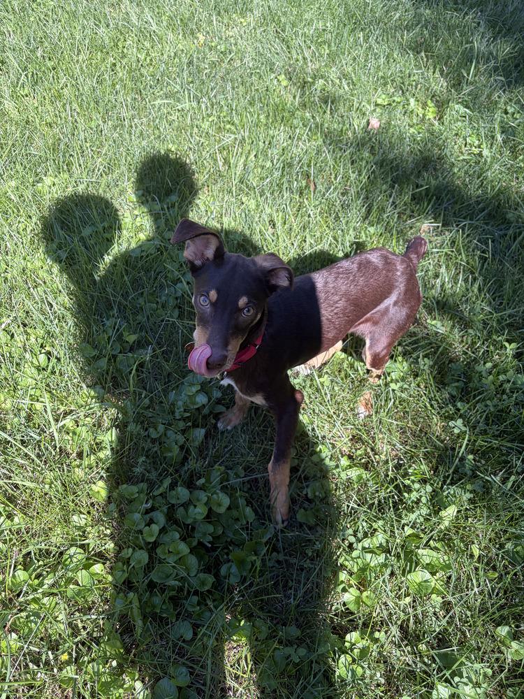 Enlarge Pup Twix, a Adoptable mixed breed in Washington, DC image 4/6
