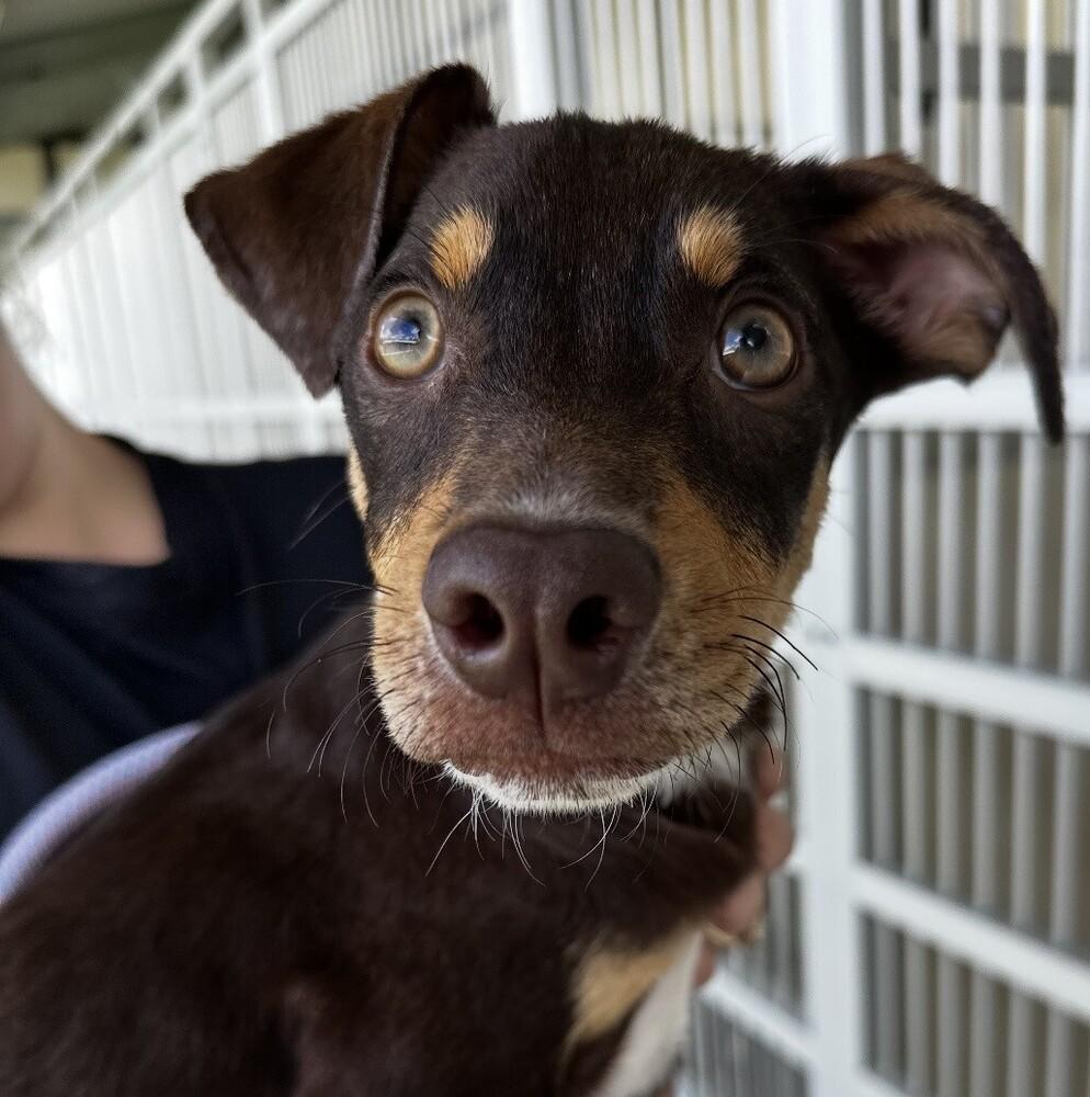 Enlarge Pup Twix, a Adoptable mixed breed in Washington, DC image 5/6