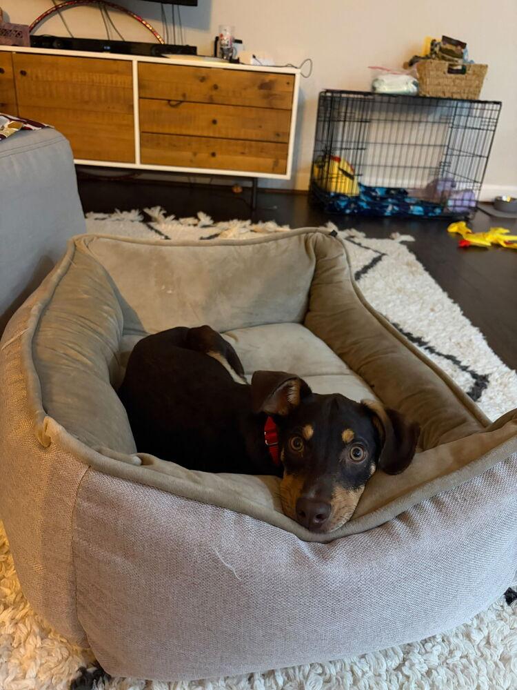 Enlarge Pup Twix, a Adoptable mixed breed in Washington, DC image 6/6