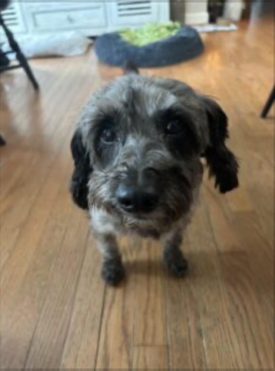Preston, ADOPTABLE, Adult Male Miniature Poodle.