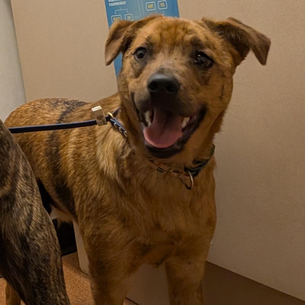 Enlarge Max, a Adoptable mixed breed in Independence, KS image 1/4