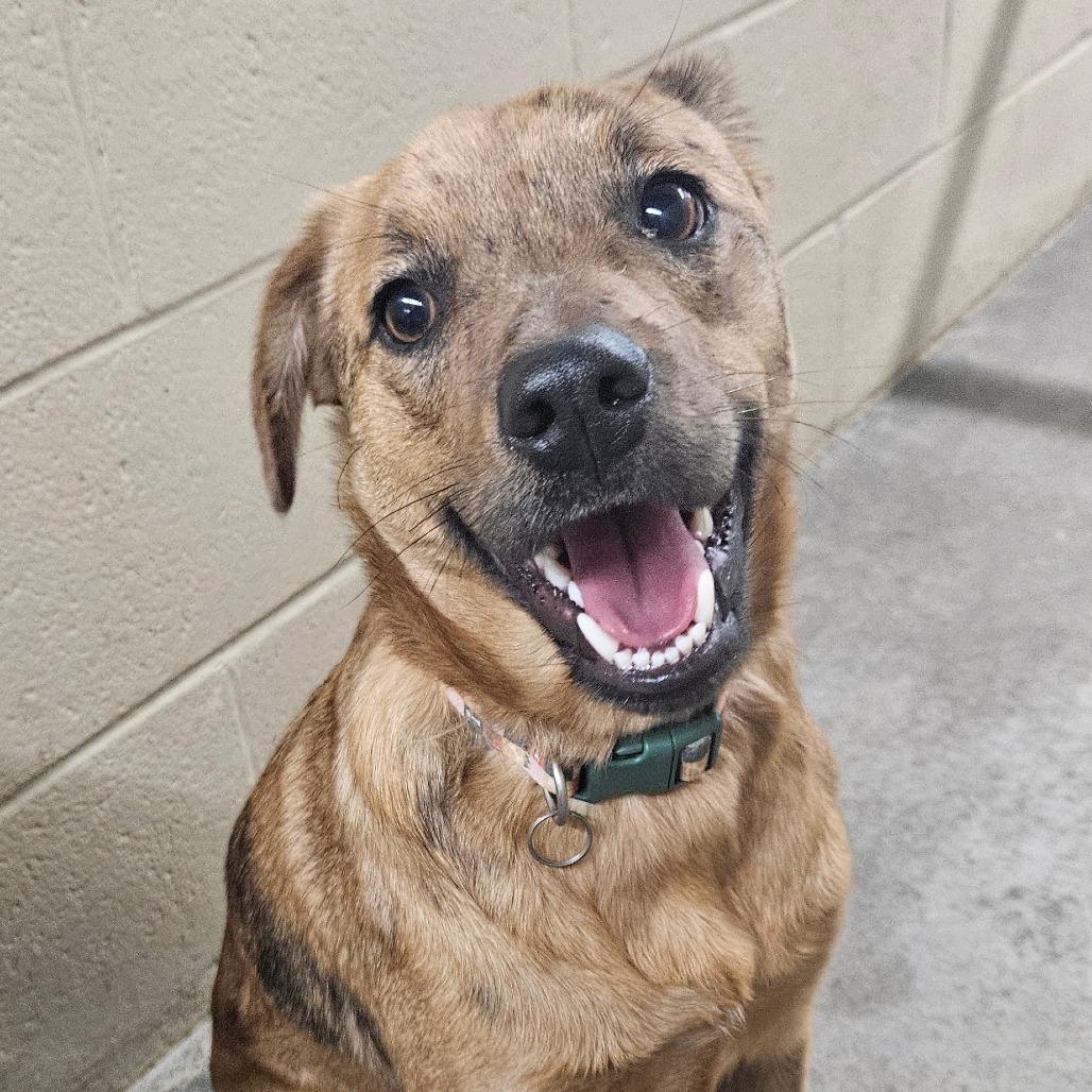 Enlarge Max, a Adoptable mixed breed in Independence, KS image 2/6