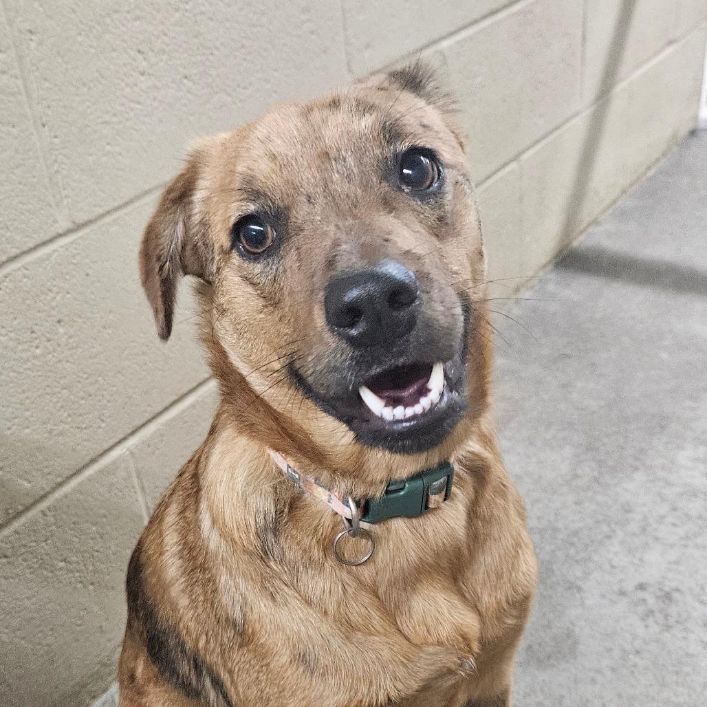 Enlarge Max, a Adoptable mixed breed in Independence, KS image 4/6
