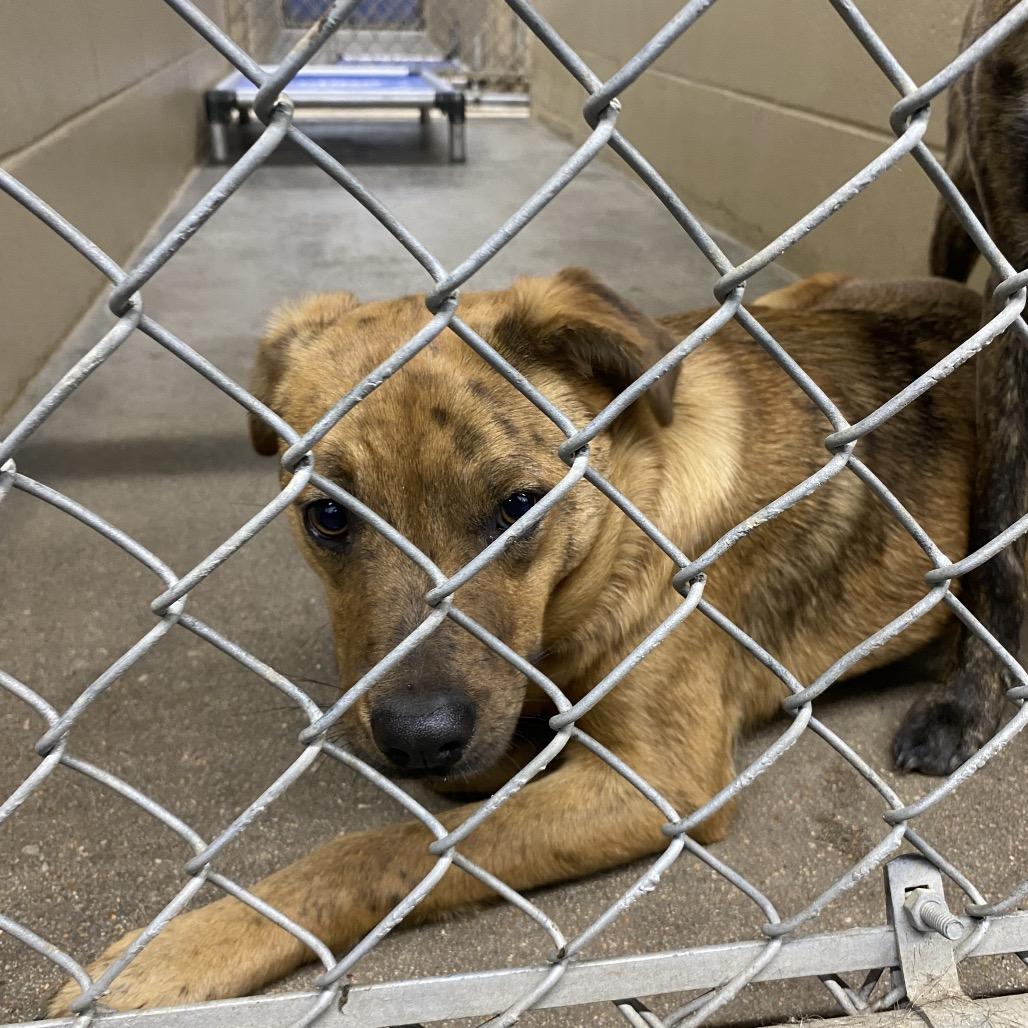 Enlarge Max, a Adoptable mixed breed in Independence, KS image 5/6