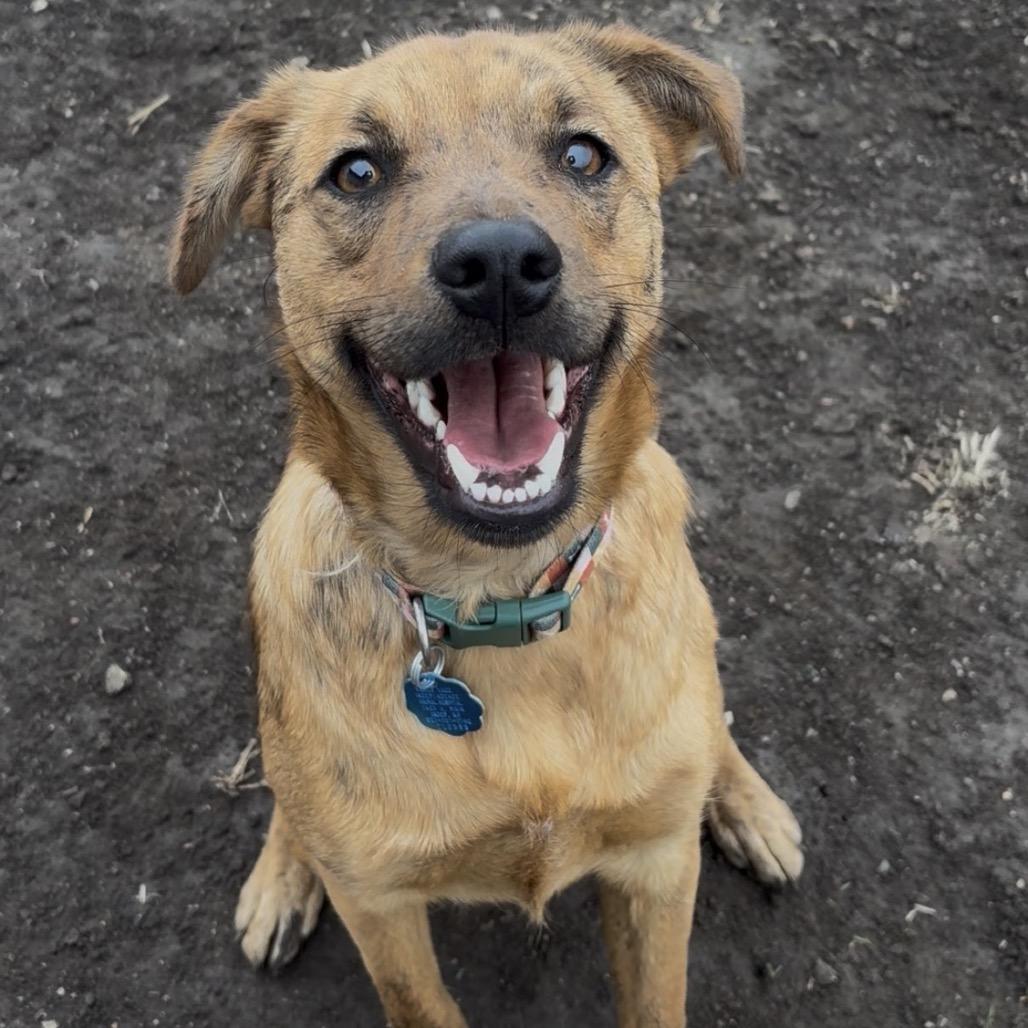 Enlarge Max, a Adoptable mixed breed in Independence, KS image 6/6