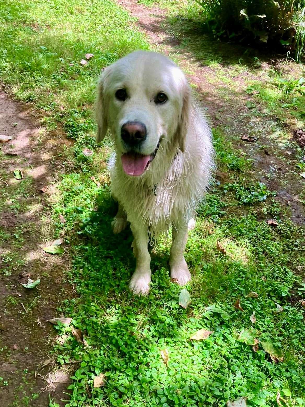 Ruggles, an adopted Golden Retriever in Portland , OR image 4/4