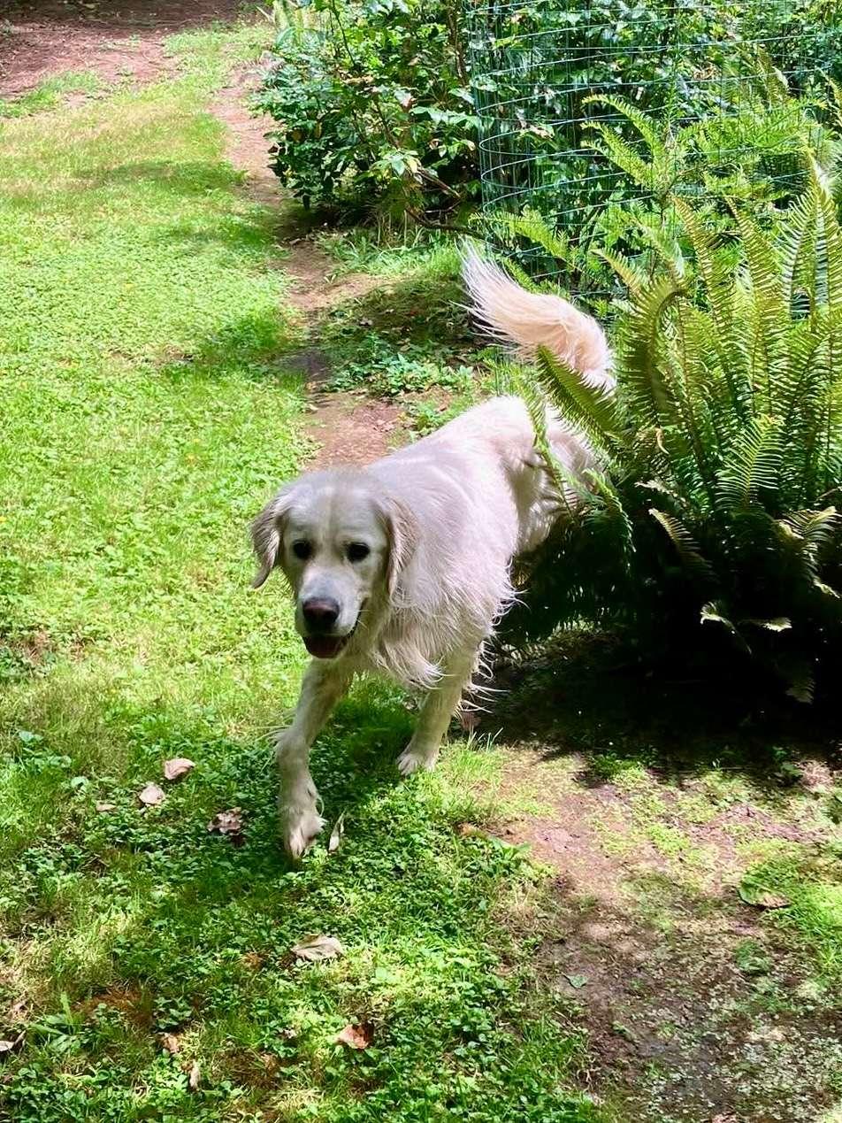 Ruggles, adopted, Young Male Golden Retriever.