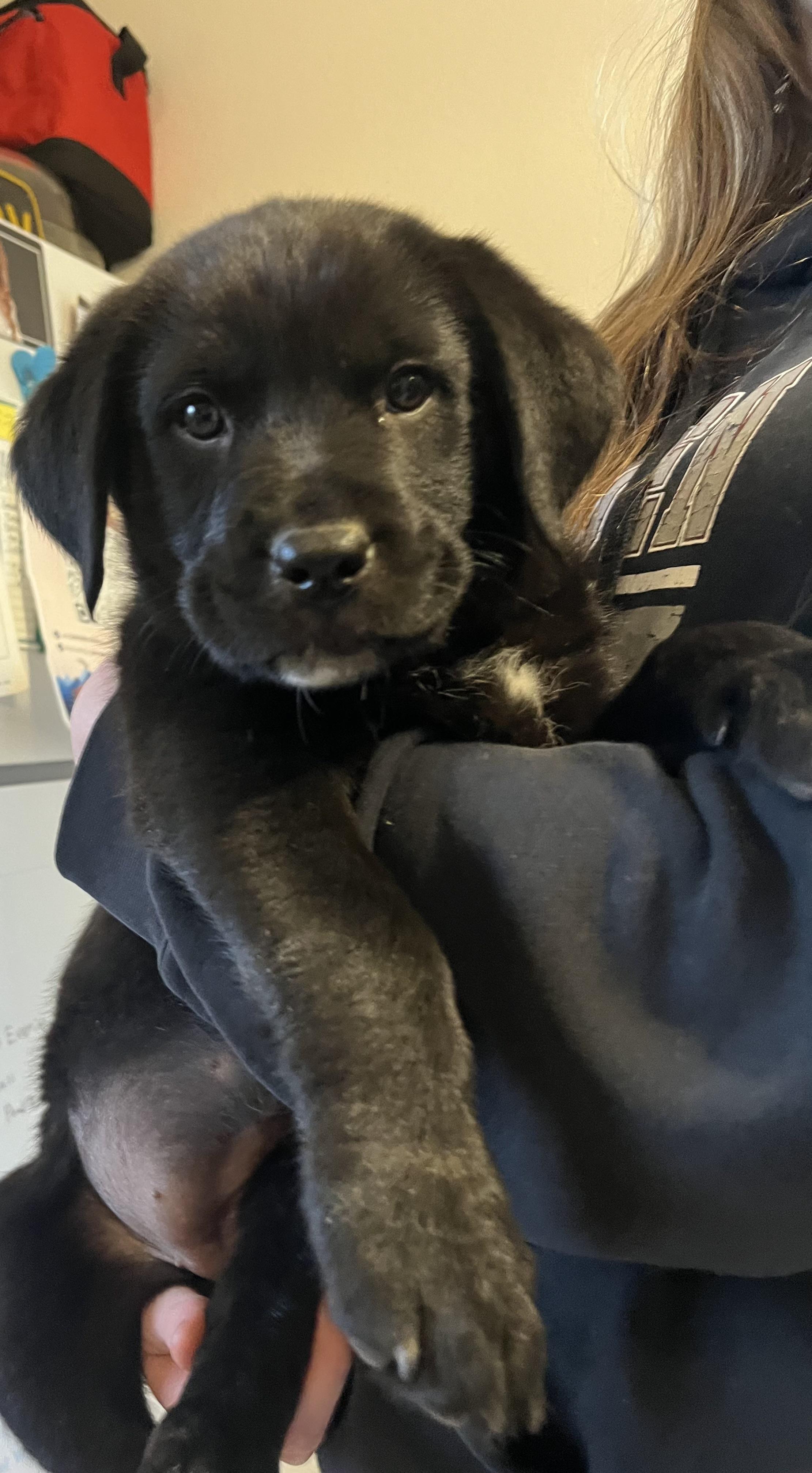 Habanero, an adoptable Black Labrador Retriever in Evergreen, CO, 80439 | Photo Image 1