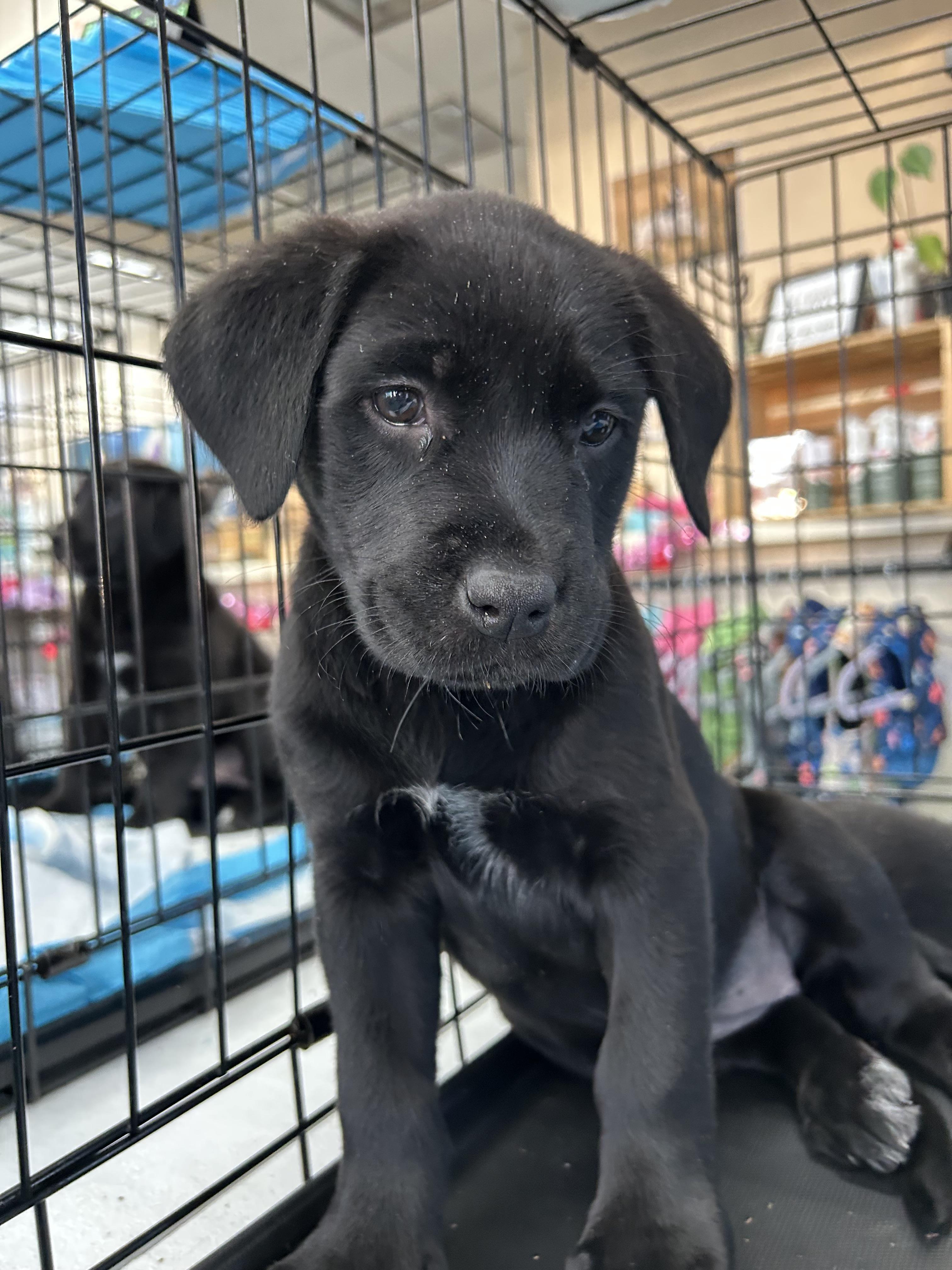 Enlarge Habanero, a Adoptable Black Labrador Retriever in Evergreen, CO image 2/5