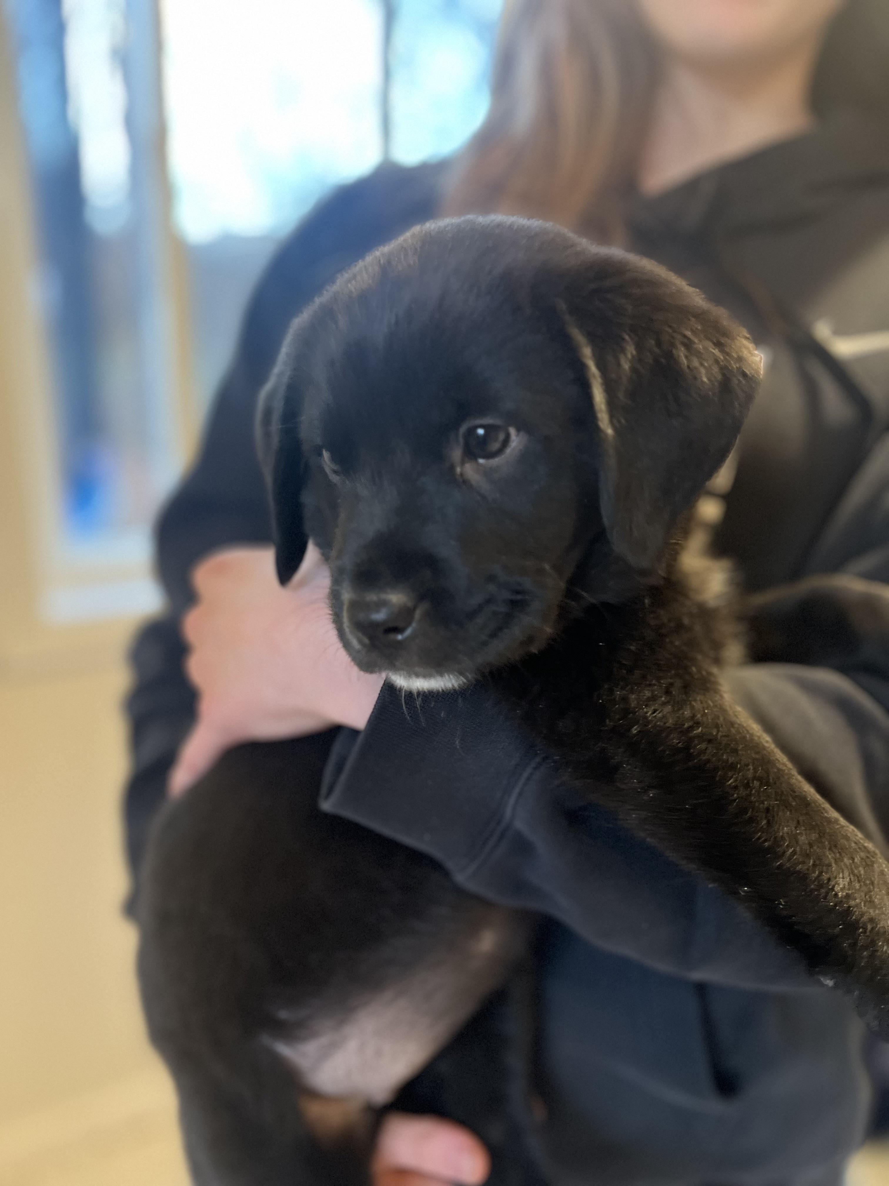 Habanero, an adoptable Black Labrador Retriever in Evergreen, CO, 80439 | Photo Image 2