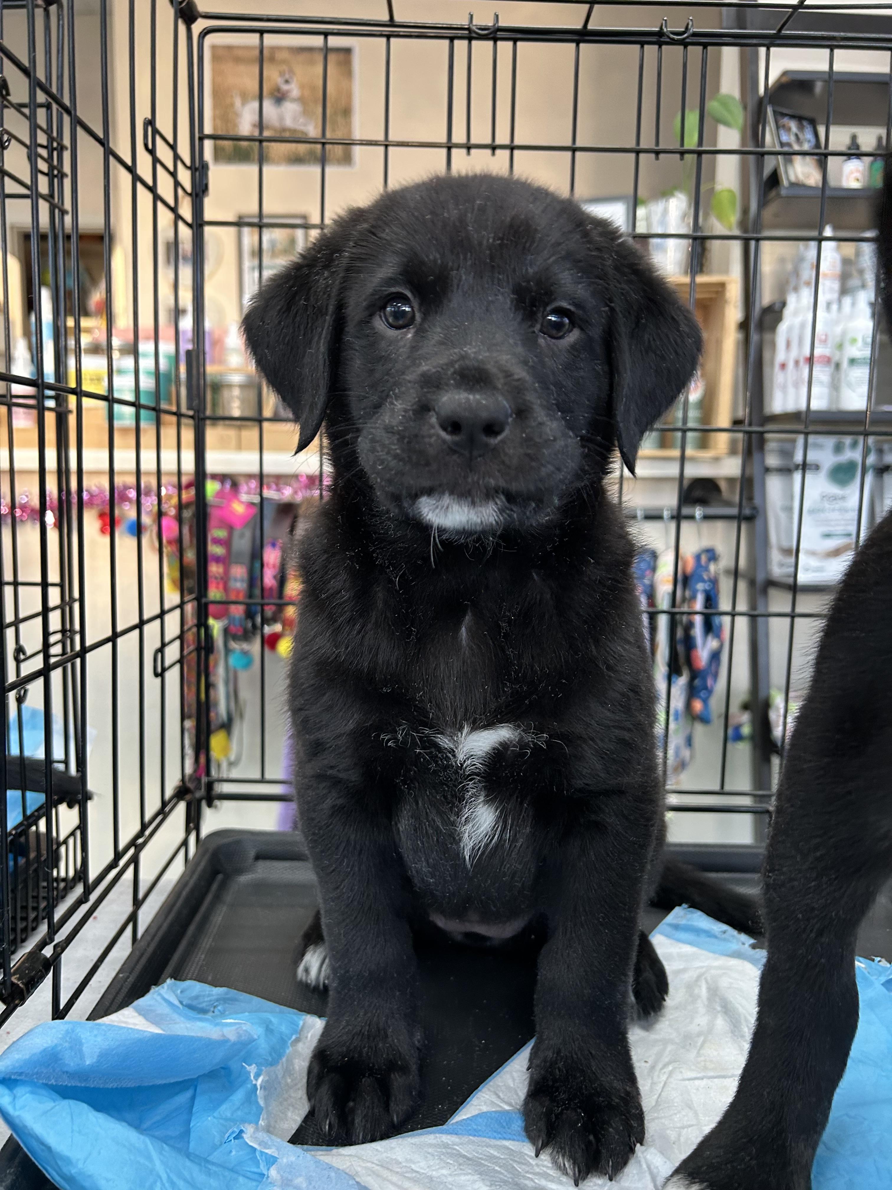 Enlarge Habanero, a Adoptable Black Labrador Retriever in Evergreen, CO image 4/5