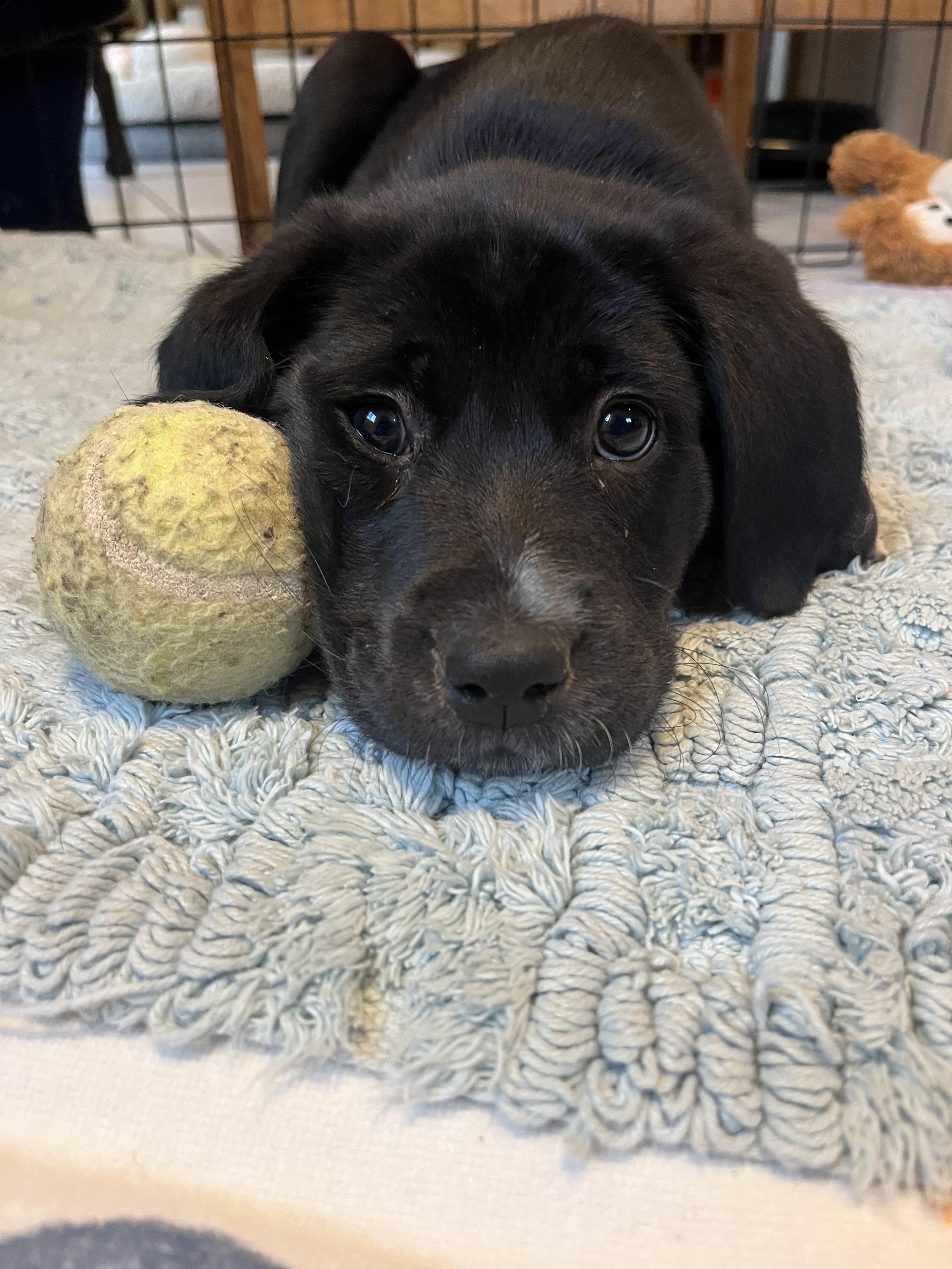Enlarge Habanero, a Adoptable Black Labrador Retriever in Evergreen, CO image 5/5