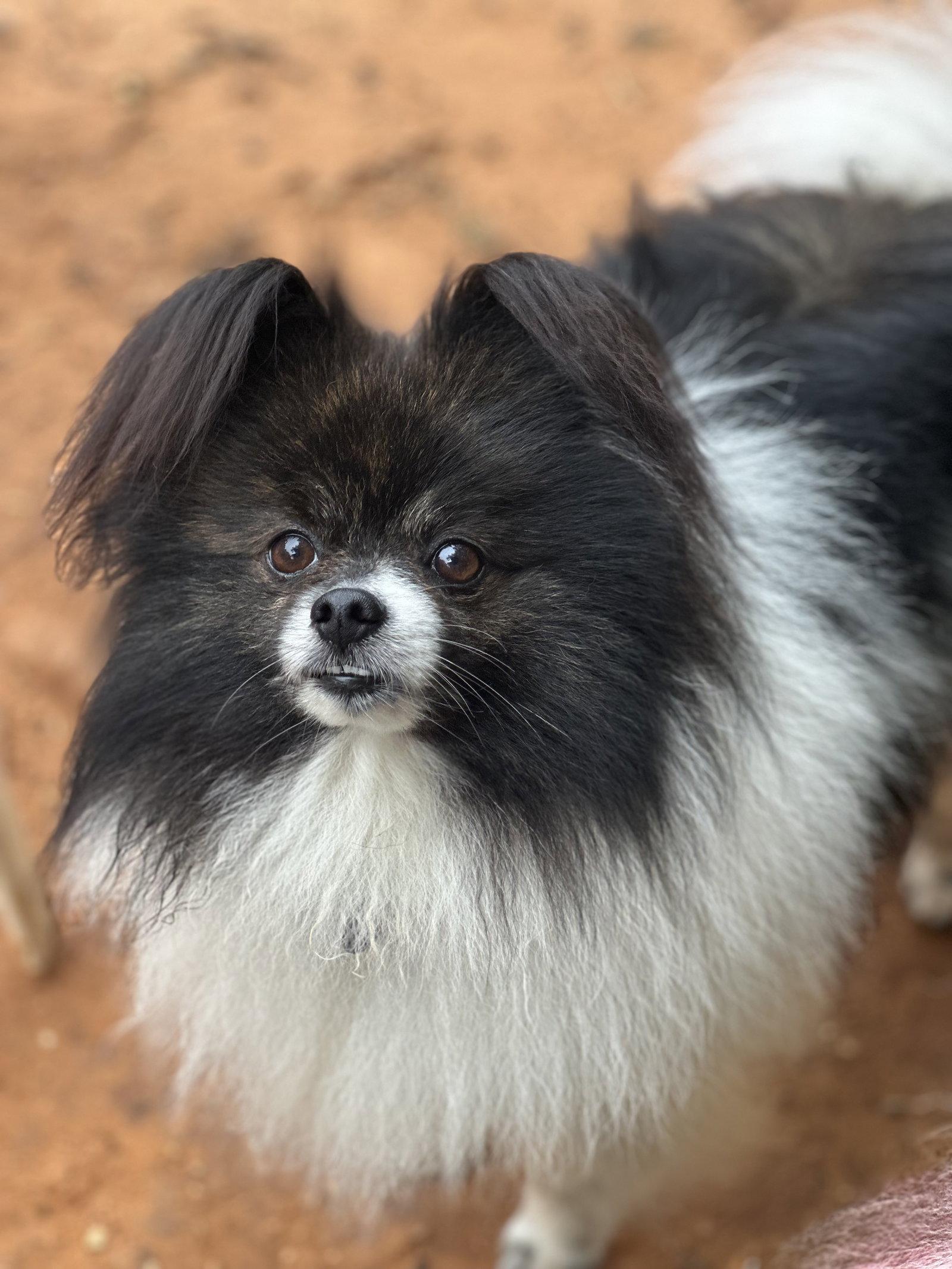 Frizzle, Adoptable, Adult Male Pomeranian.