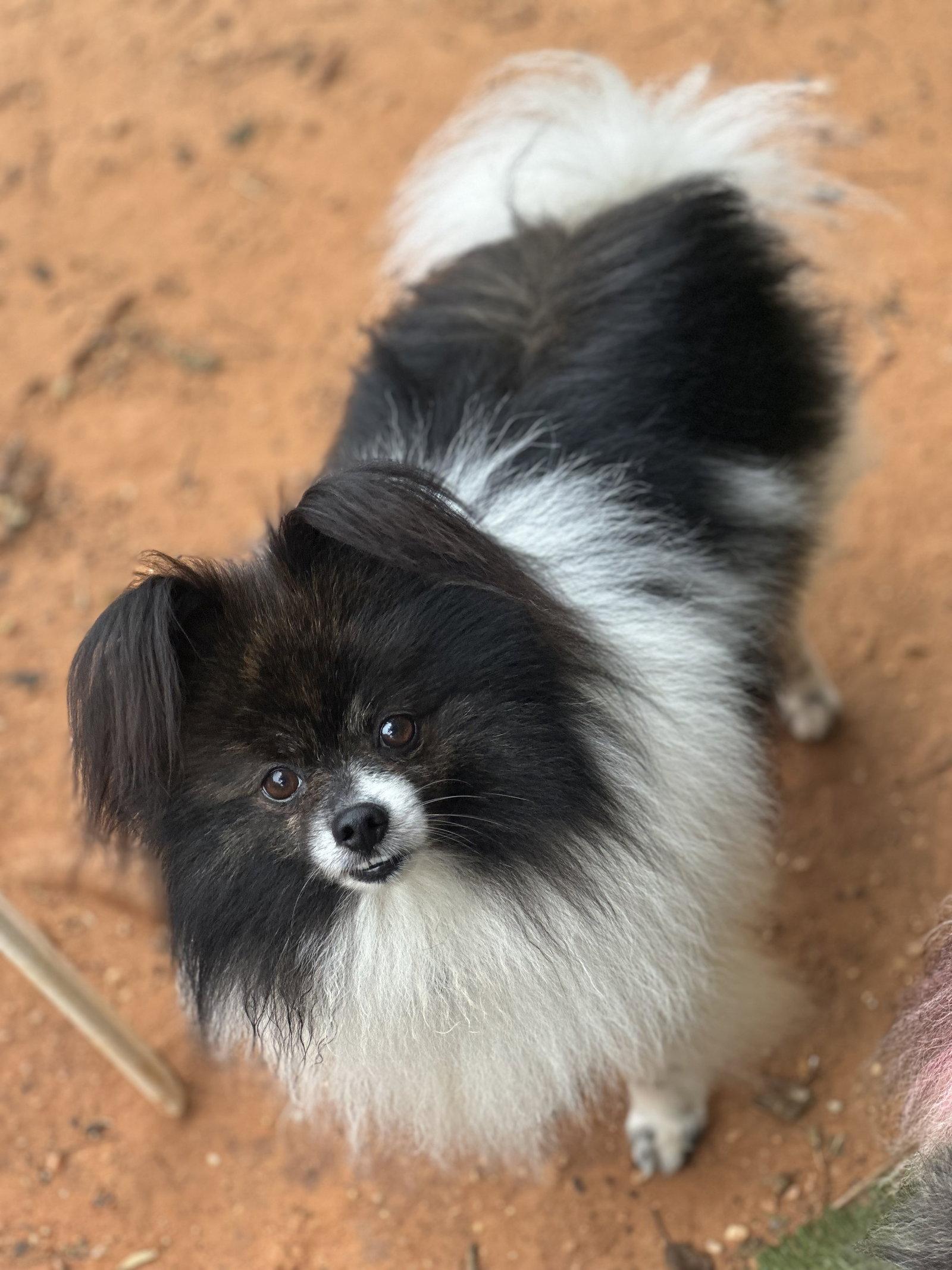 Enlarge Frizzle, a Adoptable Pomeranian in Garland, TX image 2/3