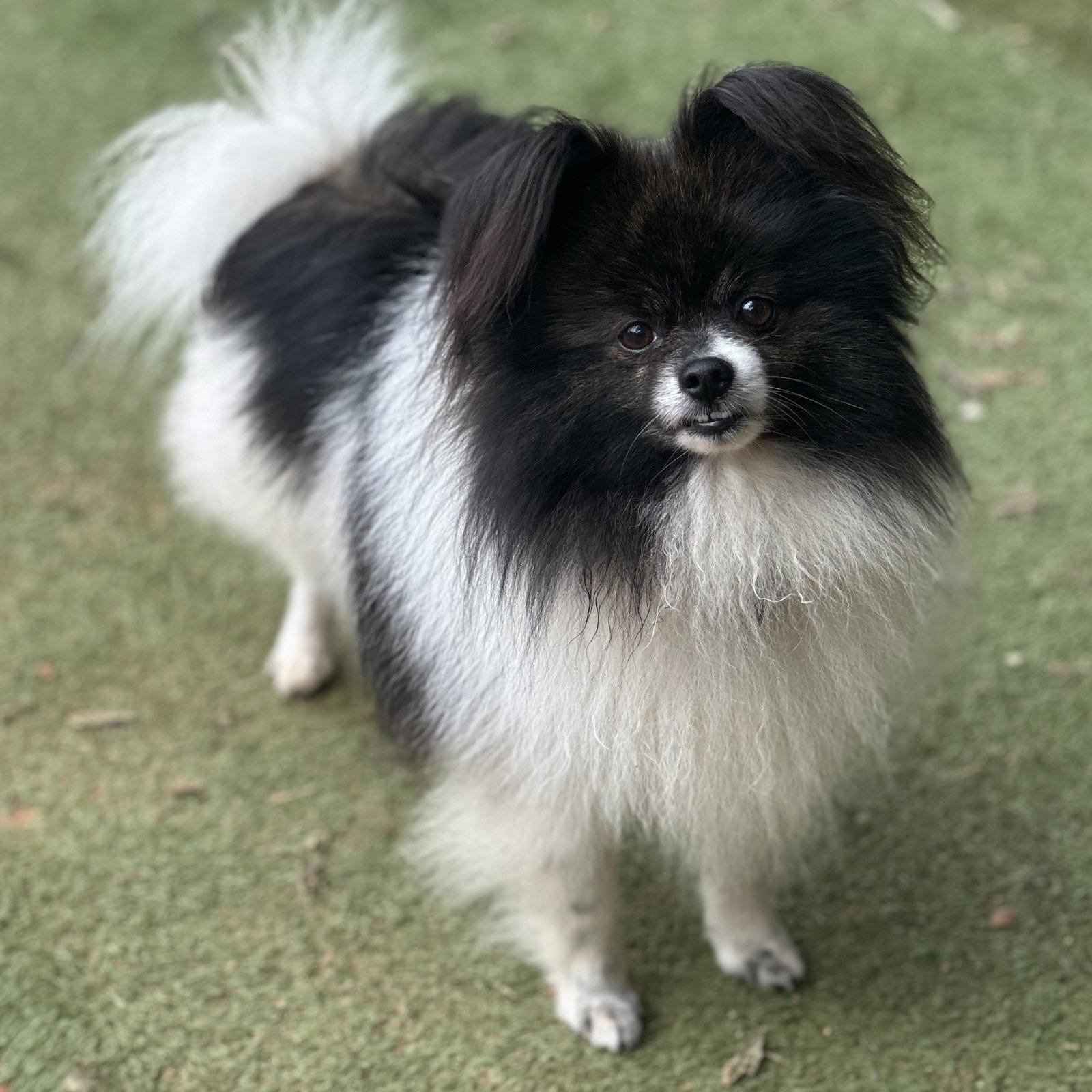 Enlarge Frizzle, a Adoptable Pomeranian in Garland, TX image 3/3