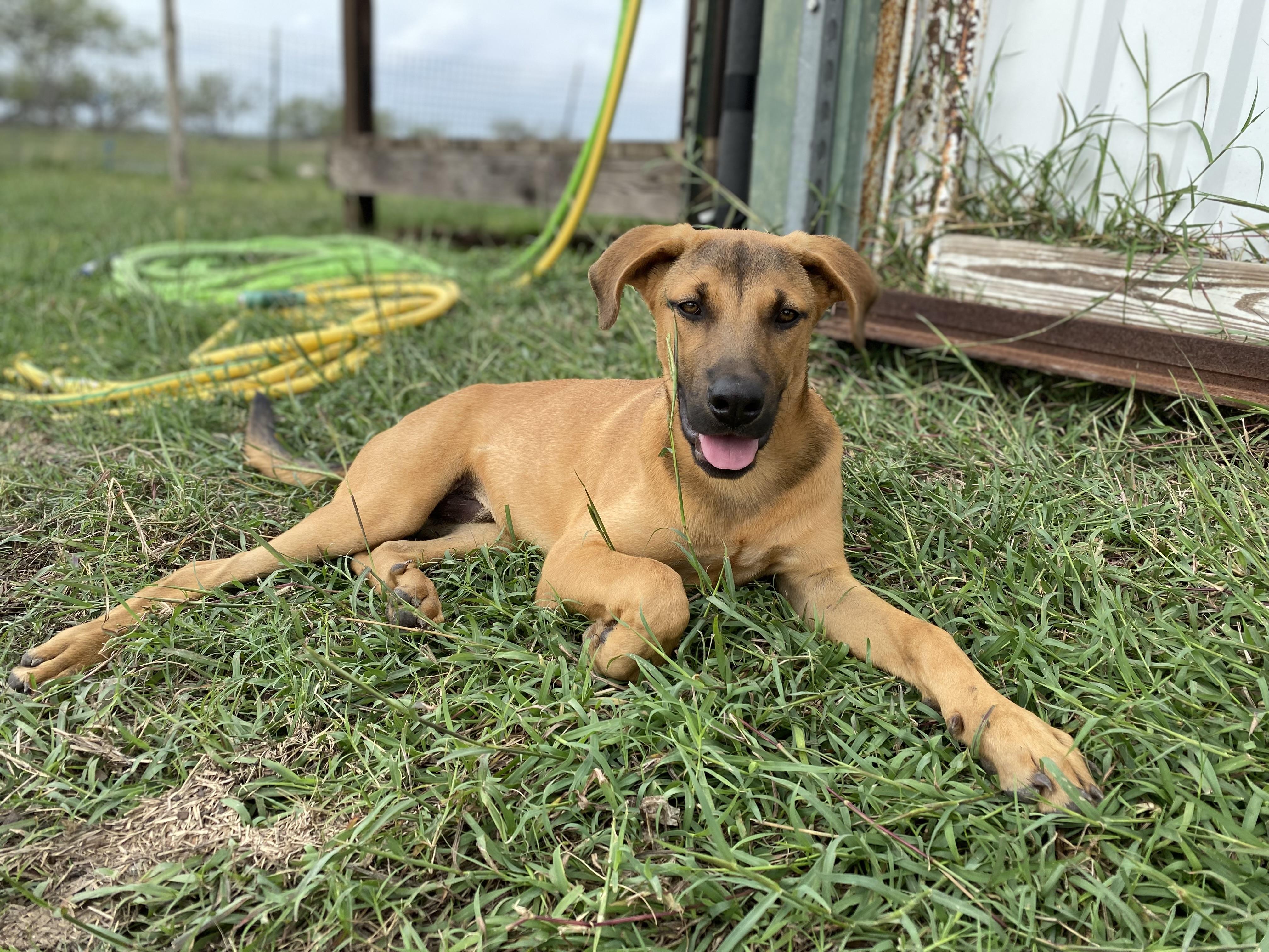 Batman, Adoptable, Young Male Black Mouth Cur.