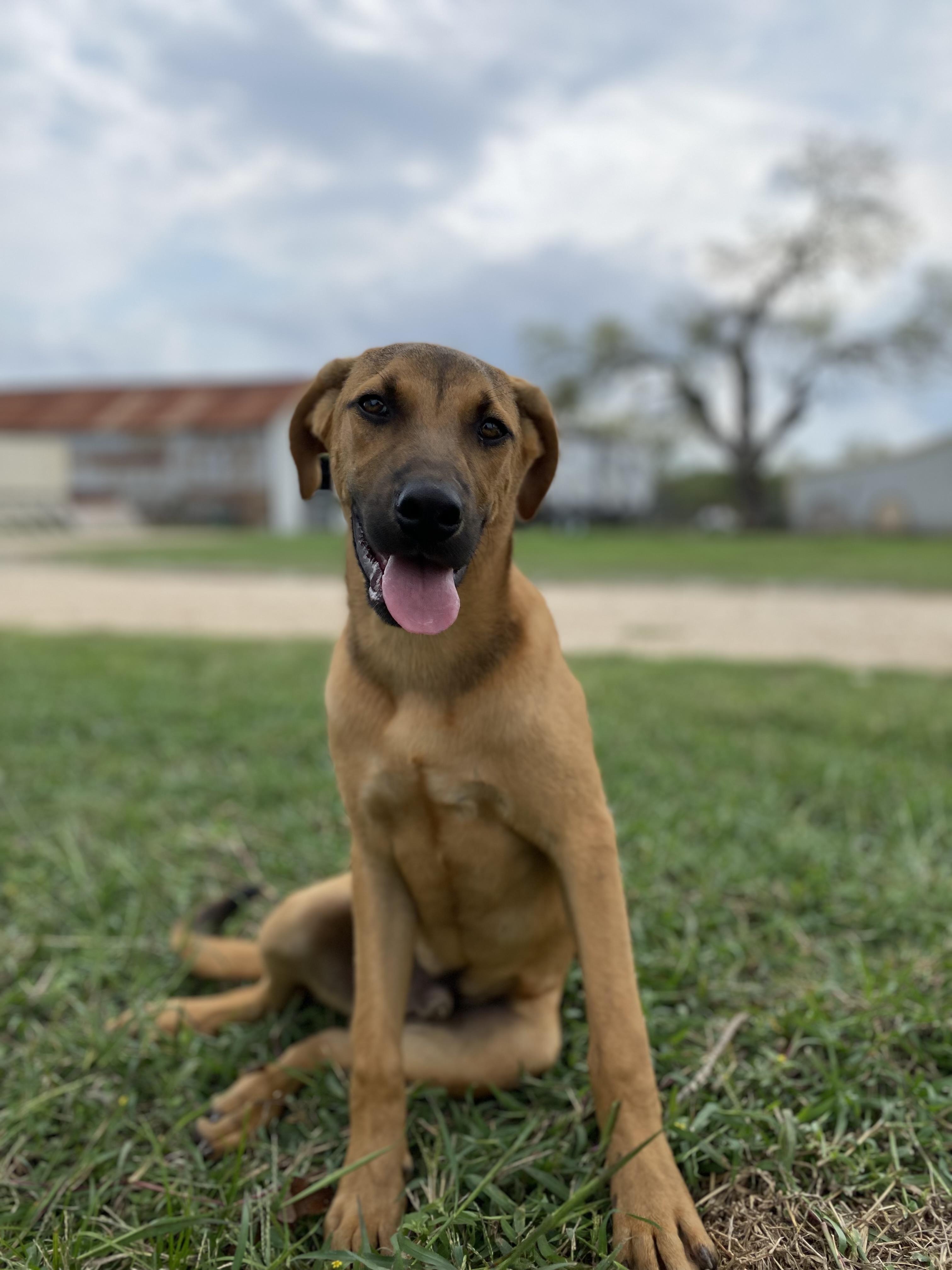 Enlarge Batman, a Adoptable mixed breed in Johnson City, TX image 3/3