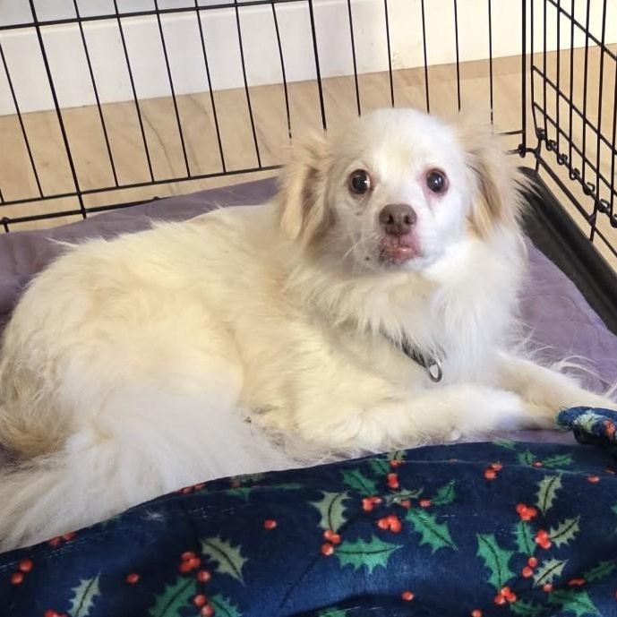 Enlarge Tenderhearted Toby, a ADOPTABLE mixed breed in La Center, WA image 4/4