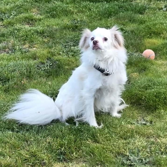 Tenderhearted Toby, ADOPTABLE, Adult Male Papillon & Chihuahua.