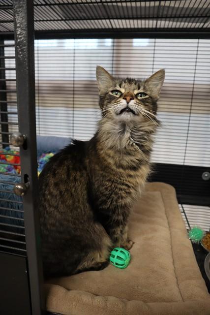 Enlarge SPAM, a Adoptable Domestic Long Hair in Aliquippa, PA image 1/1