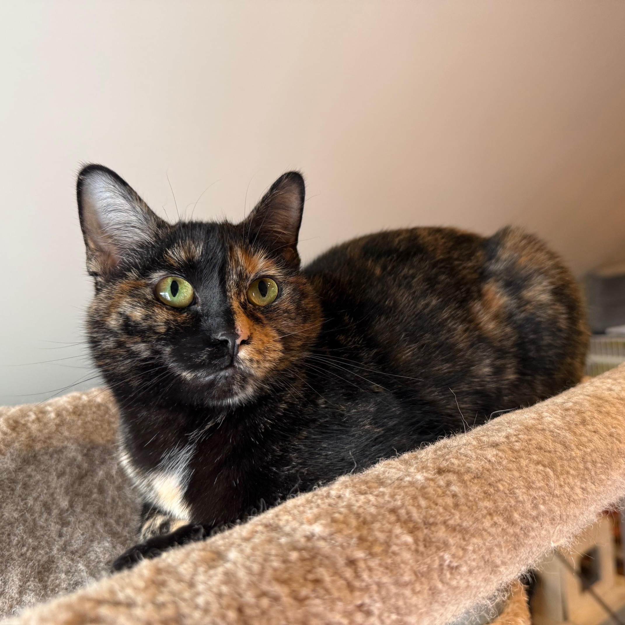Luxe, a Adoptable Domestic Short Hair in Wells, ME image 1/2