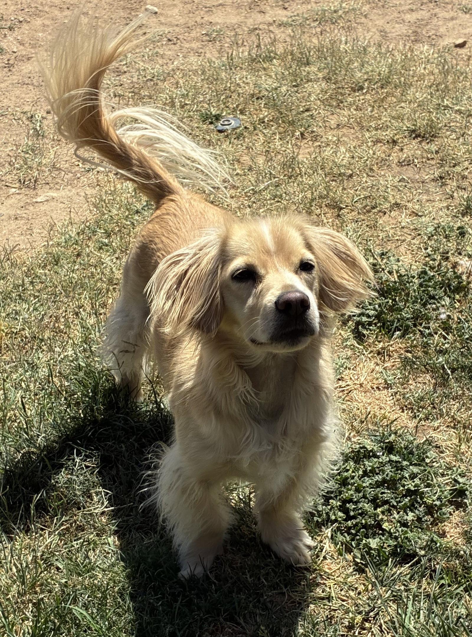 Blueberry, Adopted, Adult Male Cocker Spaniel & Dachshund.