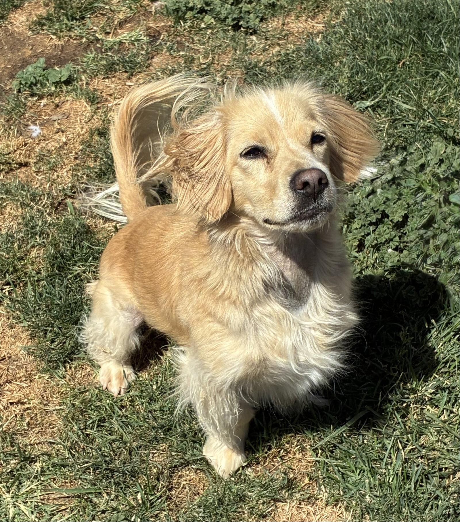 Enlarge Blueberry, a Adopted mixed breed in Hesperia, CA image 2/3