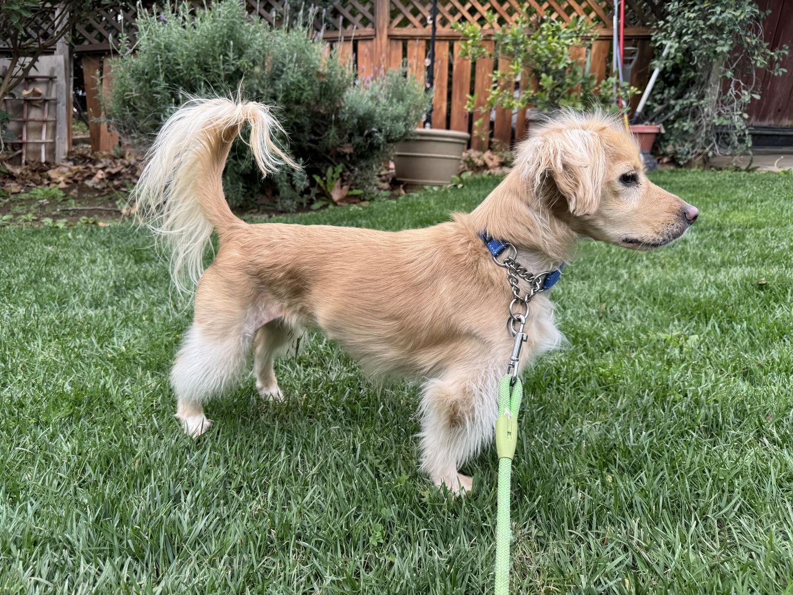 Enlarge Blueberry, a Adoptable mixed breed in Hesperia, CA image 1/3