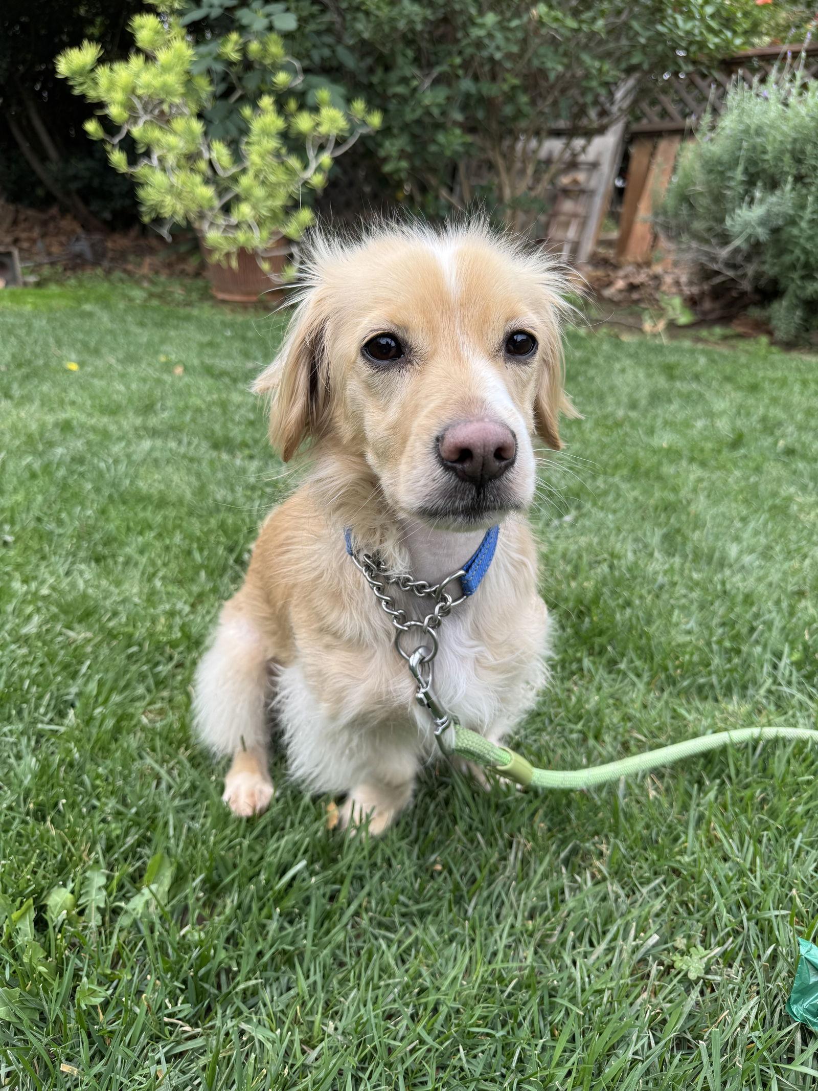 Enlarge Blueberry, a Adoptable mixed breed in Hesperia, CA image 2/3