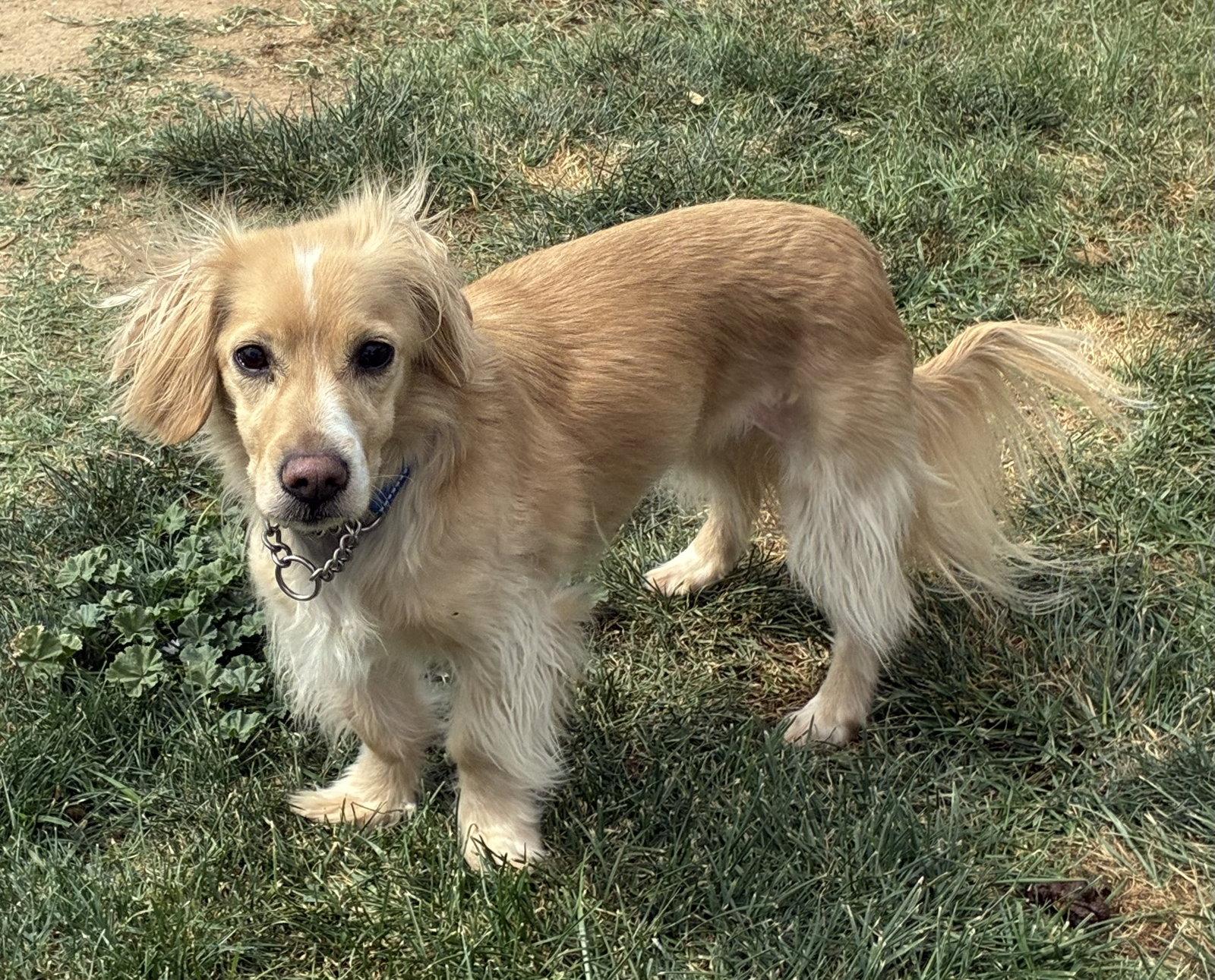 Enlarge Blueberry, a Adoptable mixed breed in Hesperia, CA image 3/3